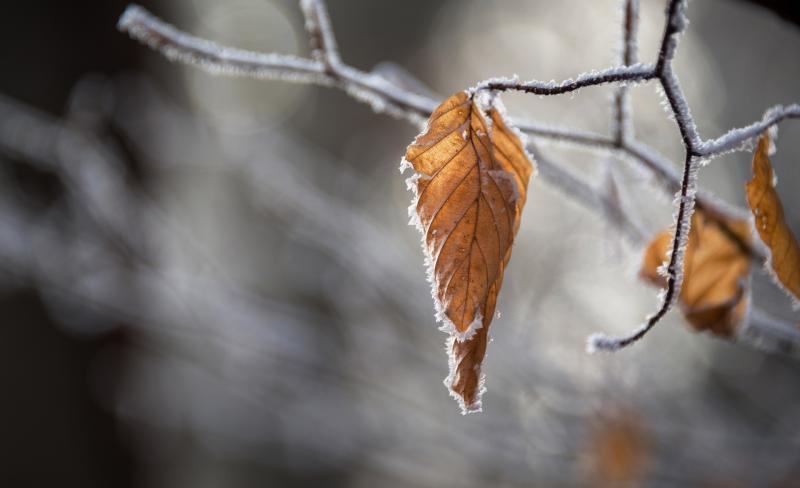 CARLOW WEATHER: Turning colder today with some wintry showers expected