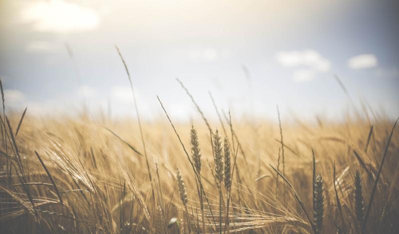 CARLOW WEATHER: Met Éireann forecasts another dry and sunny day today (April 20) 