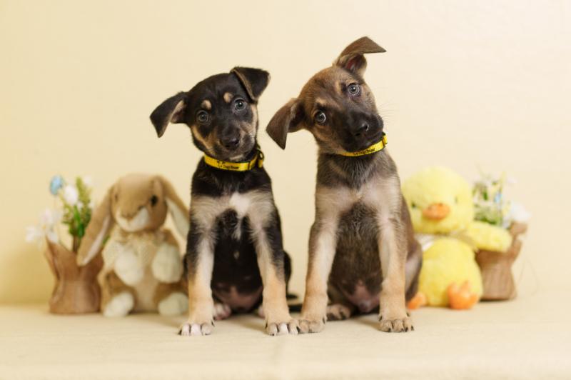 Dogs Trust Ireland warns of toxic threats to dogs this Easter 