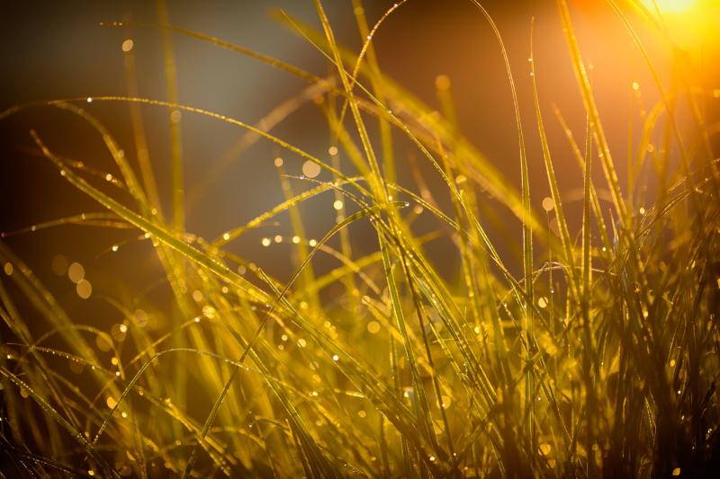 CARLOW WEATHER: Mixed conditions today with showers and sunny spells expected