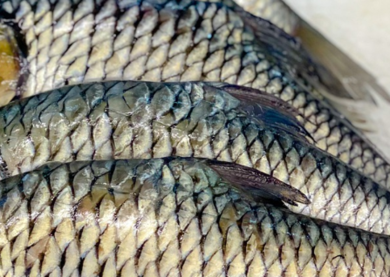 ALERT: Frozen fish recalled due to presence of unauthorised substances