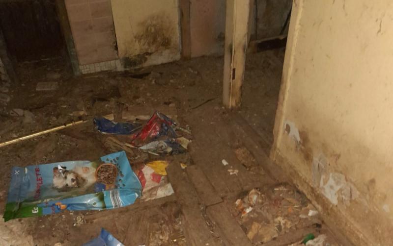 Dogs rescued from 'deplorable conditions' by ISPCA inspectors