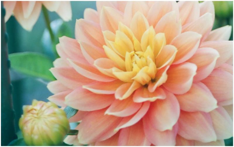 Bagnelstown in Bloom is back this summer