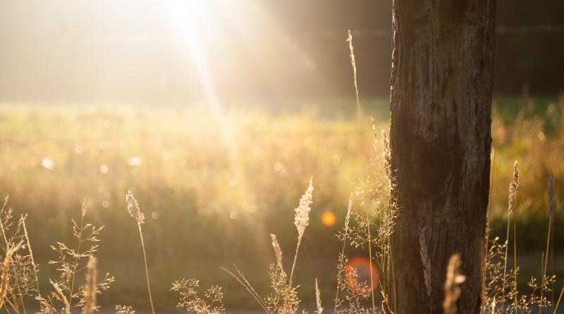 CARLOW WEATHER: Wet start today but getting dry with sunny spells in the afternoon
