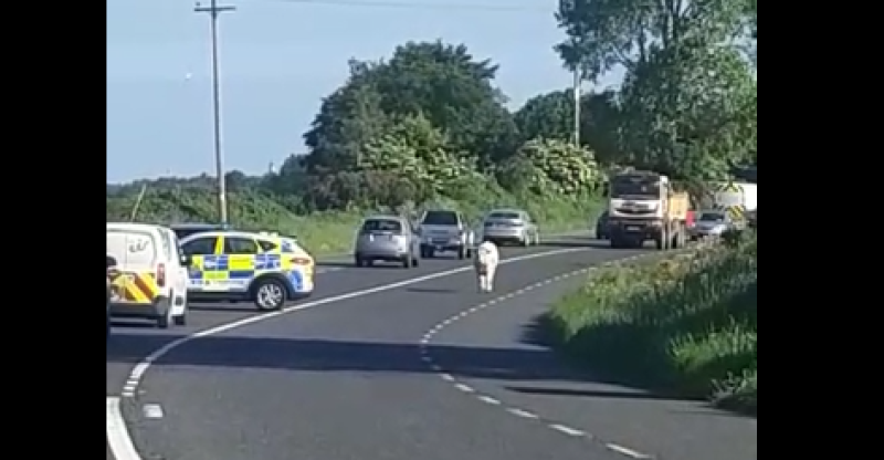 WATCH: Cute young animal causes Gardaí some trouble on road near Carlow