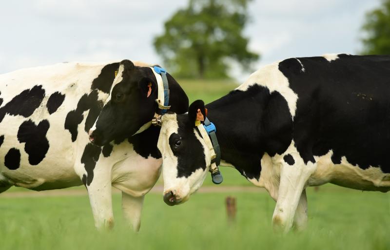 'Tinder for Cows' - The matchmaking service for Carlow farmers to find the perfect pull for their bull