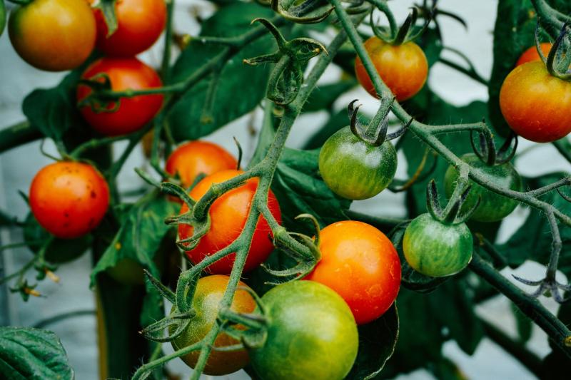 Huge support package announced to support Carlow fruit and vegetable growers