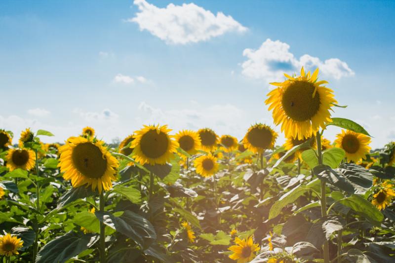 CARLOW WEATHER: Brighter spells expected this afternoon with top temperatures of 22 degrees