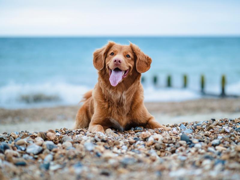 Dog owners in Carlow reminded to take care of their pets while enjoying the summer weather 