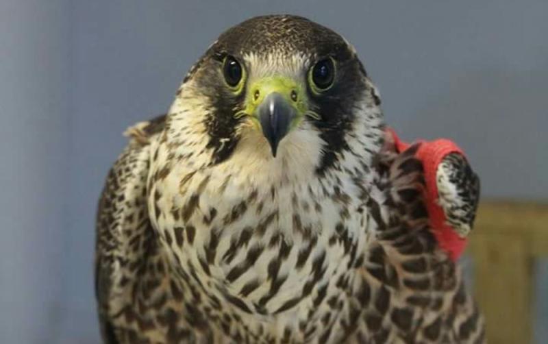 Carers for injured wildlife in Carlow encouraged to ensure they are compliant with the law