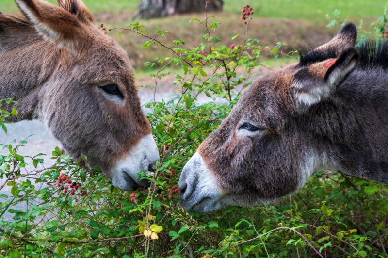 'Be mindful' - Carlow public advised not to feed horses and donkeys without the owner’s permission