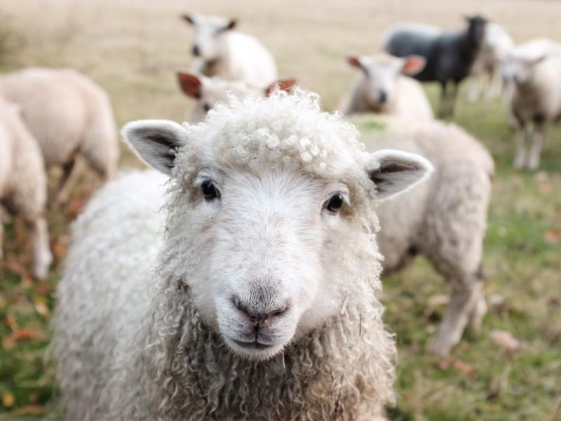Tullow Agricultural Show returns this weekend!