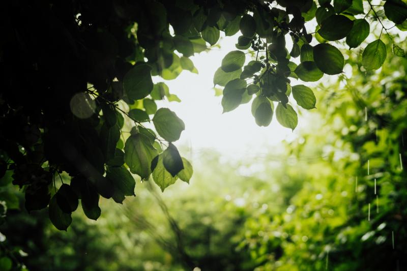 CARLOW WEATHER: Mainly dry today with outbreaks of rain expected later