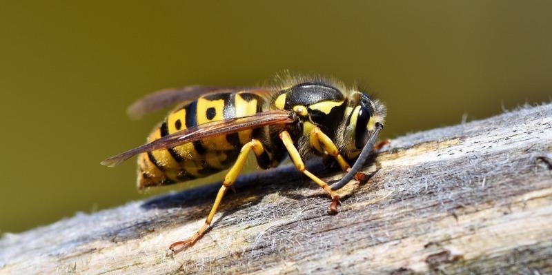 CAUTION: Wasp sting warning issued to Carlow public along with advice on how to avoid them