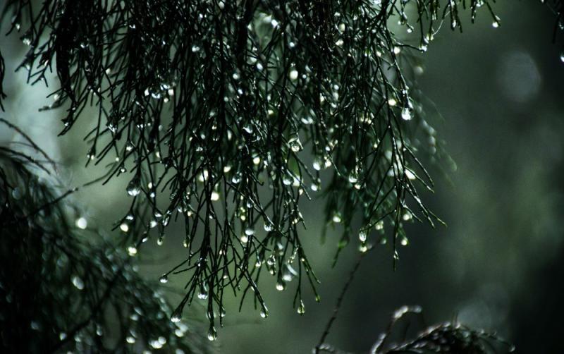 CARLOW WEATHER: A wet and windy weekend ahead as status yellow rainfall warning issued
