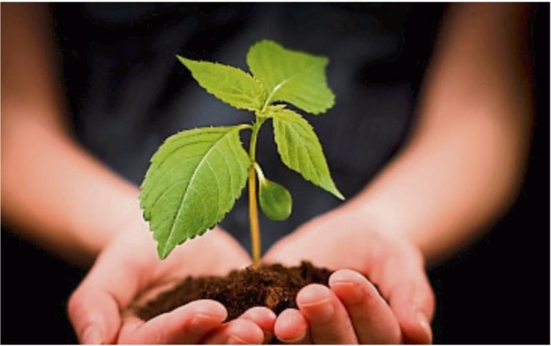 Horticulture growers in Carlow to receive up to €100,000 each in exceptional payment scheme