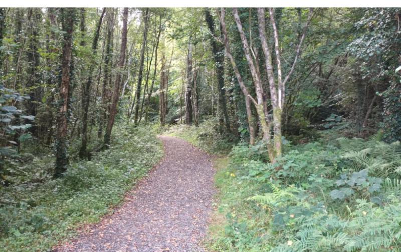 Majority believe forests are 'key solution' to fight against climate change