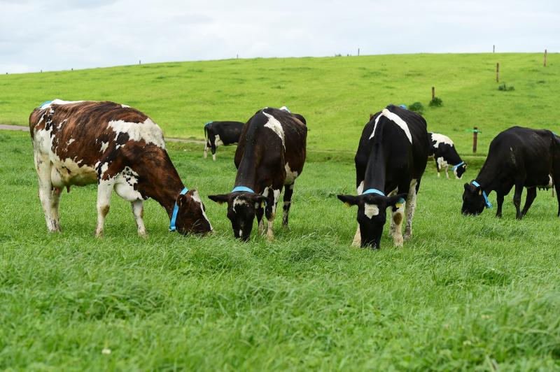 Cost of fertiliser and feed prices continue to soar for agriculture industry in Carlow