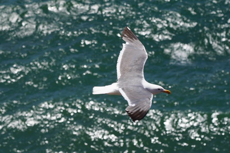 Warning issued following outbreak of Avian flu