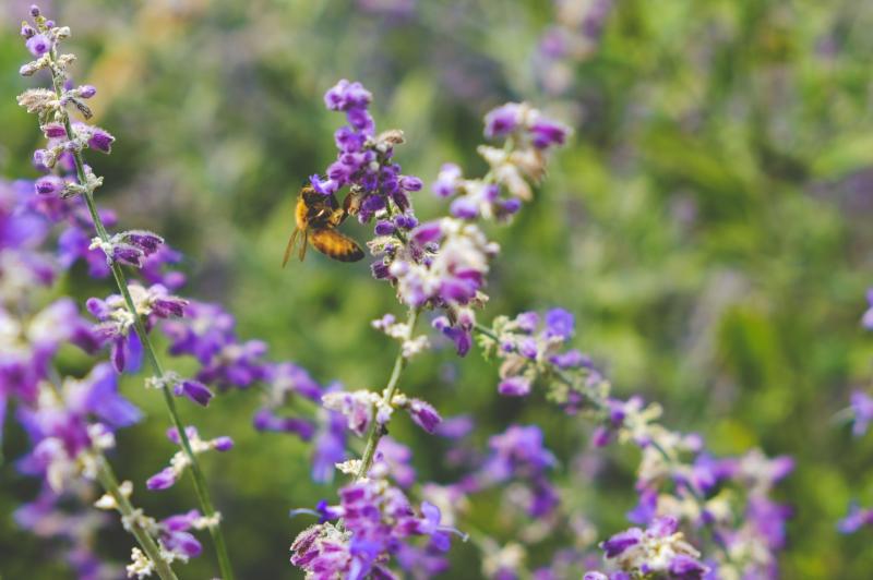 Funding boost announced for Carlow biodiversity projects