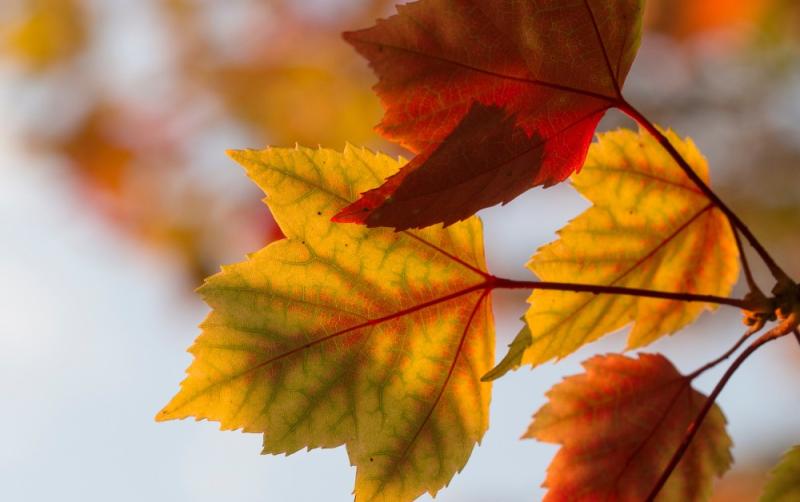 CARLOW WEATHER: Turning cool and blustery this weekend with some outbreaks of rain