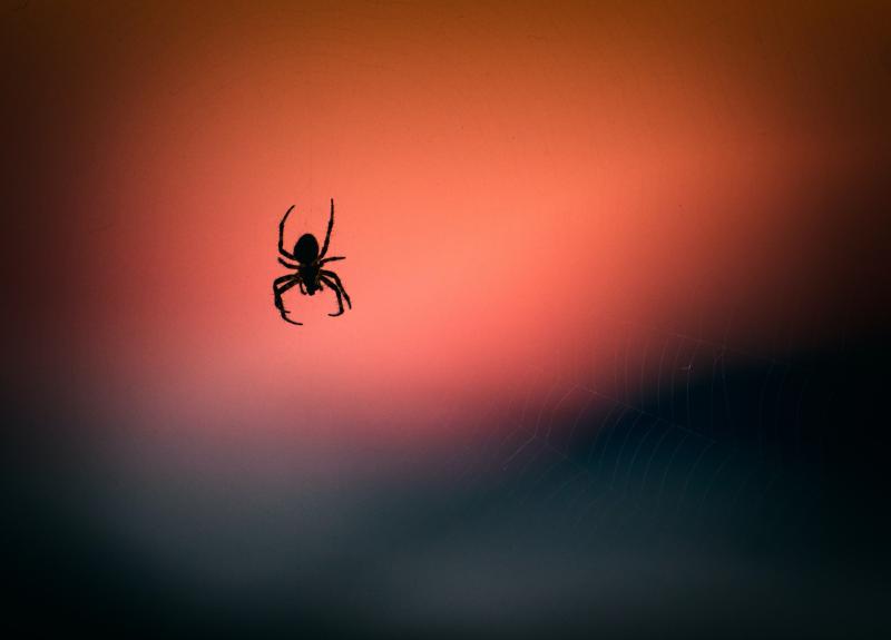 GUIDE: Top tips for Carlow householders as spiders move indoors