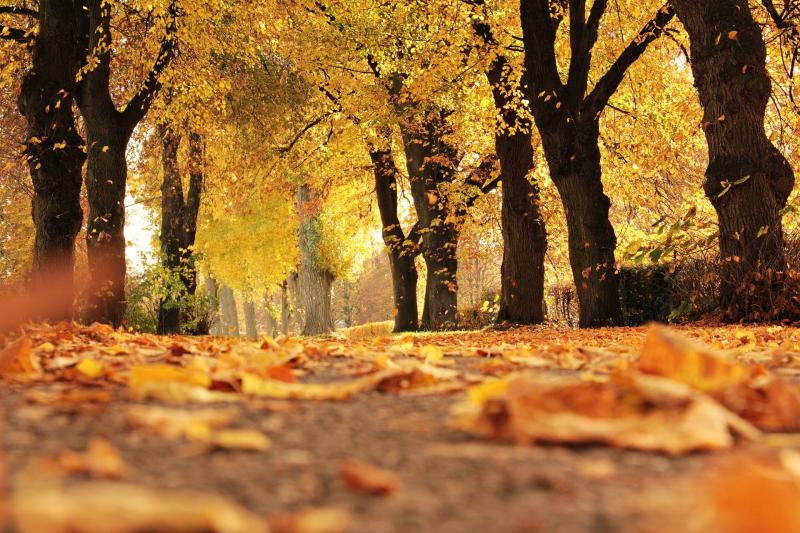 CARLOW WEATHER: Mainly dry today with the odd shower expected 