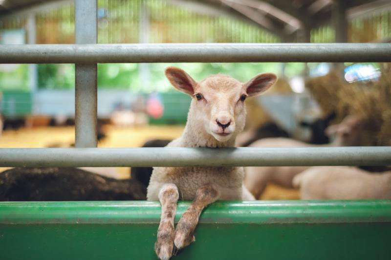 'It's a great honour' - Ireland to co-host major international conference on livestock sustainability