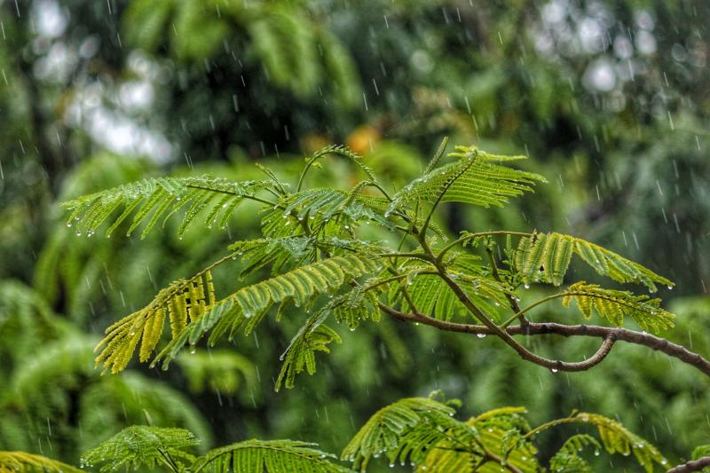 CARLOW WEATHER: A wet and breezy weekend on the way 