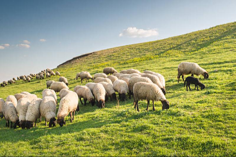 IFAC urges Carlow farmers to claim VAT refunds under new Revenue guidance
