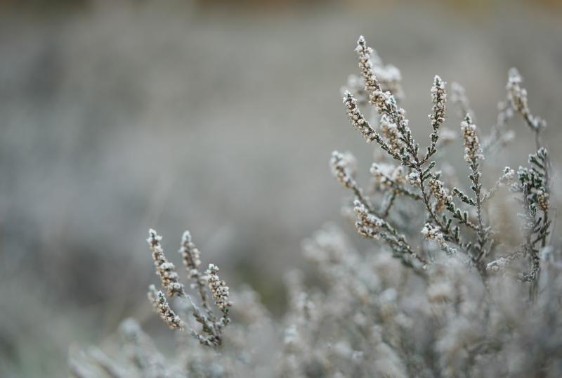 ALERT: Orange Weather Warning issued in County Carlow as cold snap continues