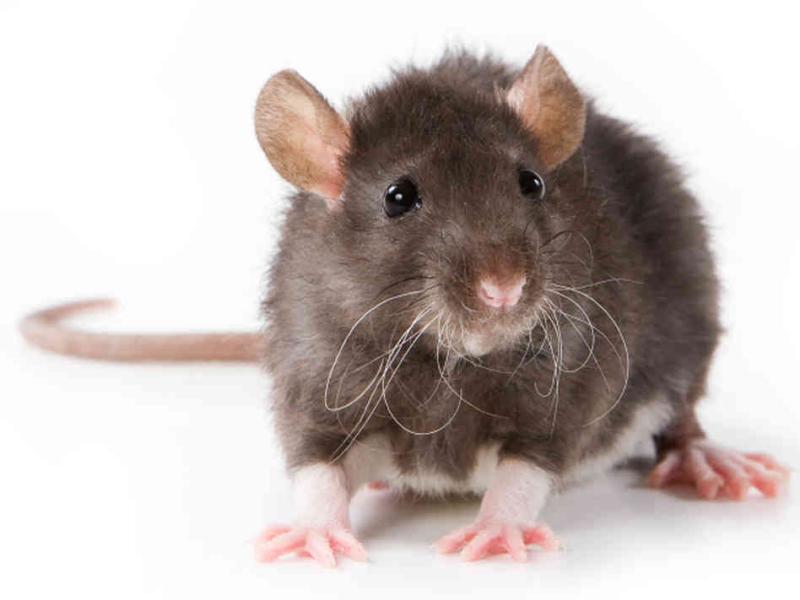 Advice from Rentokil on how to keep mice and rats away this Christmas