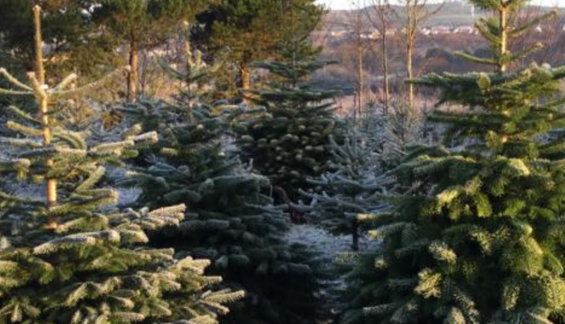 Free recycling of real Christmas trees on offer to Carlow people next month