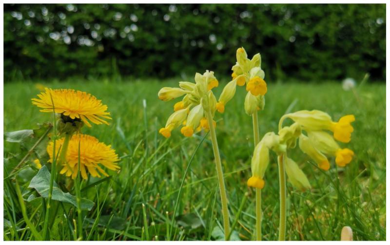 Funding for biodiversity projects in Carlow set to double