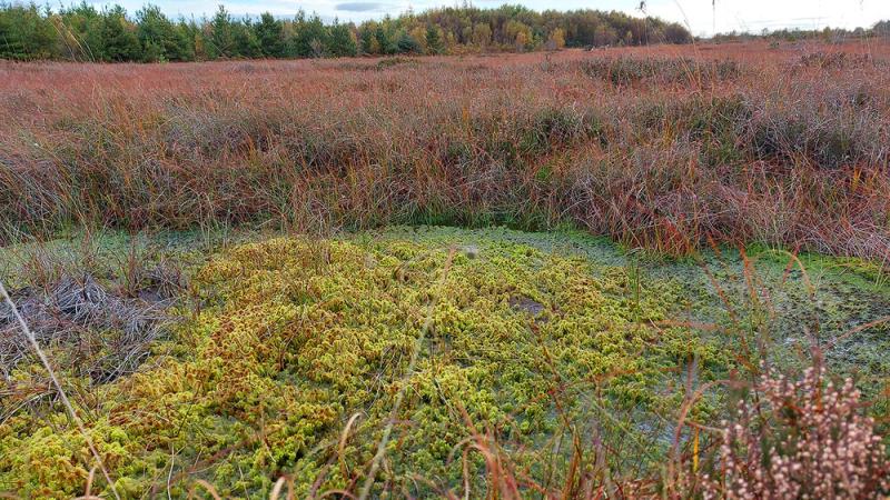 Funding announced for Carlow to have its own biodiversity officer 