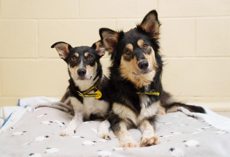 Dogs Trust appeal for Carlow donations as almost 400 post-Christmas surrender requests received