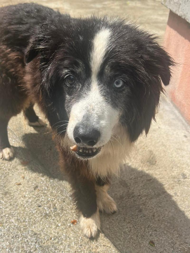 Rescue help sought for Clyde the elderly collie in Carlow/Kilkenny Dog Shelter