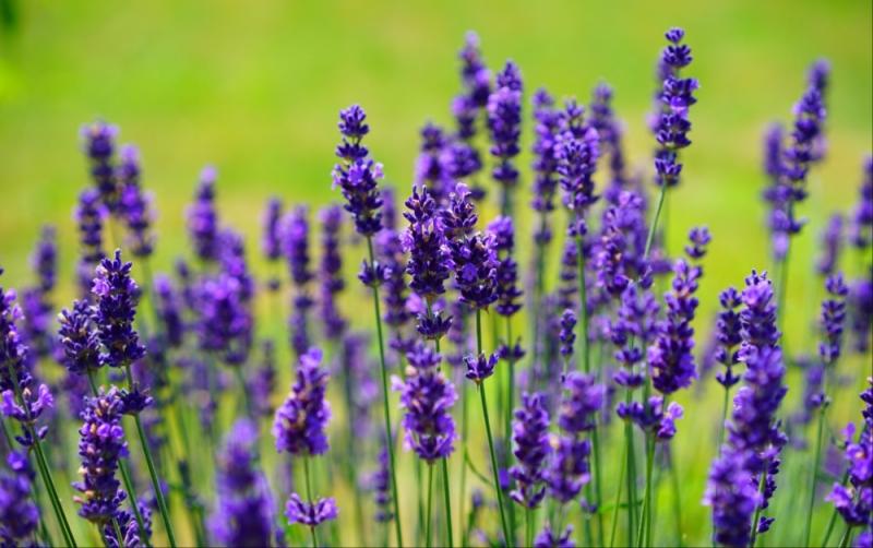 Carlow's Altamont Gardens celebrate with FREE guided tours for the public 