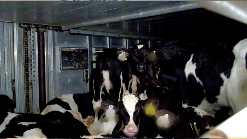 ISPCA calls for Irish dairy overhaul after RTÉ doc reveals 'beyond horrendous' abuses