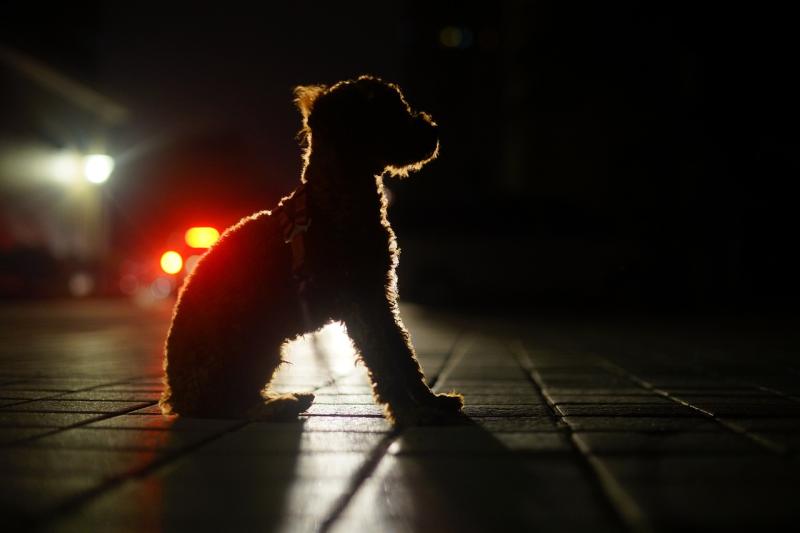 Only one person prosecuted in two years for dog fouling says Councillor Michael McClafferty 
