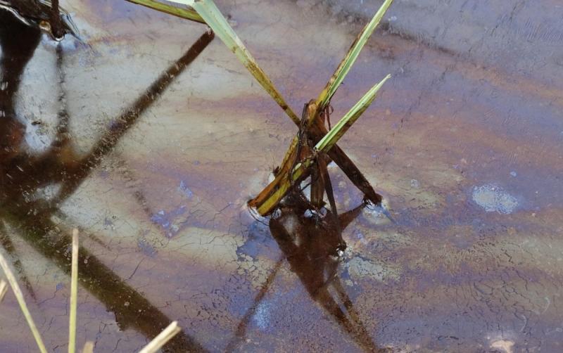 Elusive oil spill problem in River Slaney 'going on far too long' says Carlow Council members