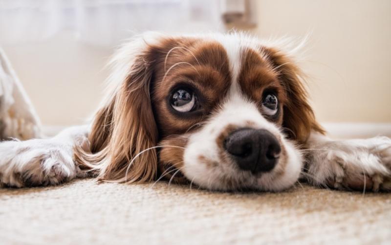 Who let the dogs out? Carlow bar hosts Doggy Day with live music and prizes