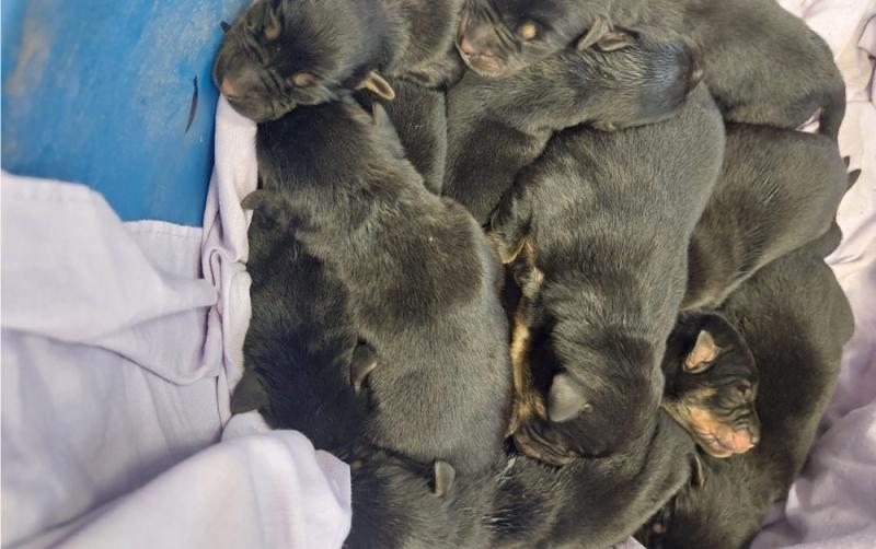 10 week old puppies 'dumped' on Mount Leinster were found by South East Animal Rescue