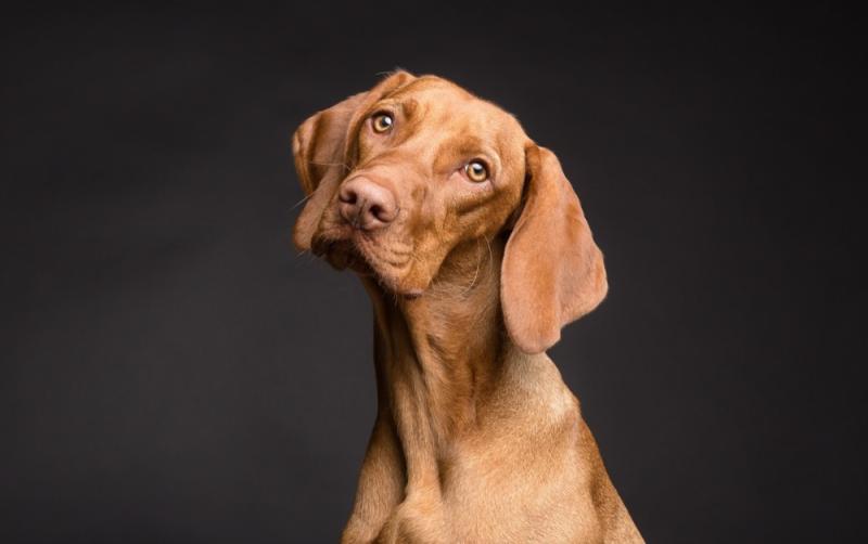 Urgent call for rehoming as Carlow Kilkenny Dog Shelter are full to capacity