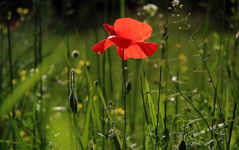 WHAT'S ON: Your guide to Grass Roots 2023 launching this week in Bagenalstown, Carlow