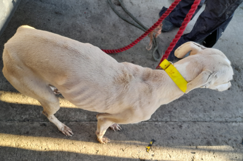 Tipperary man banned from owning dogs for 10 years after ISPCA seizes 17 animals