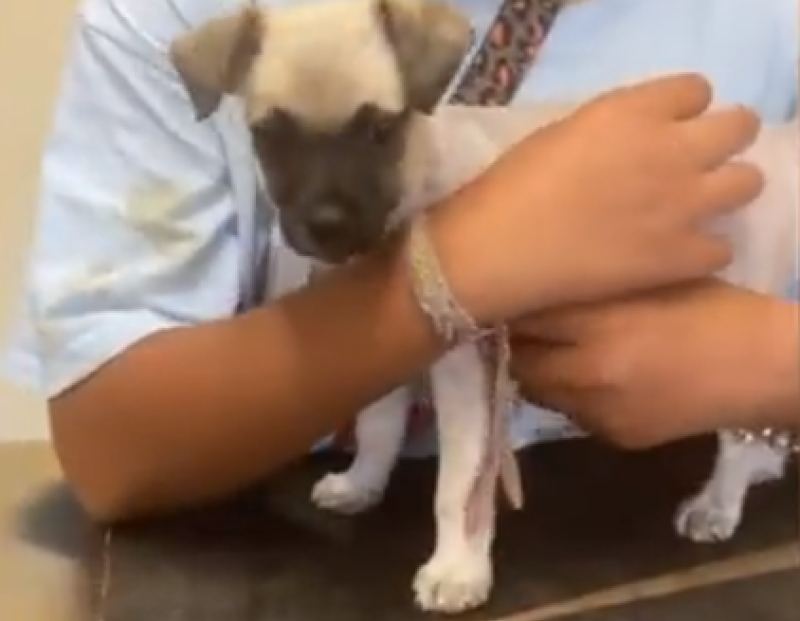 SAVED: Animal charity seeks donations to care for puppy rescued from traffic