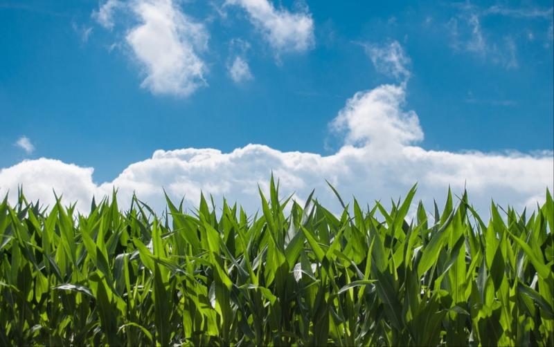 'Completely unacceptable': Carlow TD calls on government as farms face payment delays