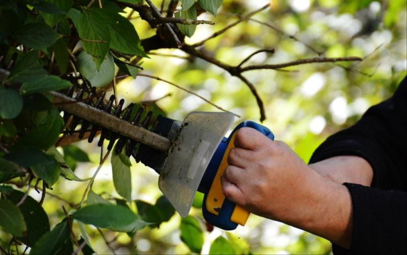 Revealed: Carlow councillor calls for enforcement of hedge cutting by landowners
