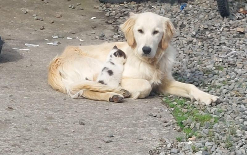 Local family are looking for information on their missing dog in County Carlow